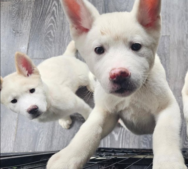 Preview of the first image of 2 American Akita Puppies.