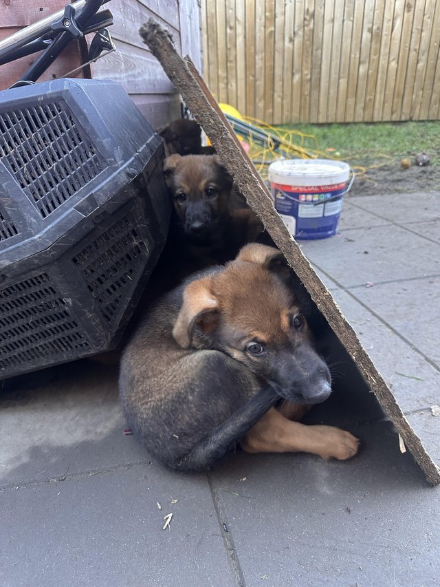 Preview of the first image of German Shepherd, puppies boys.