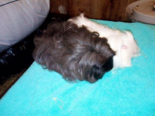 Image 1 of Two males shelties guinea pigs