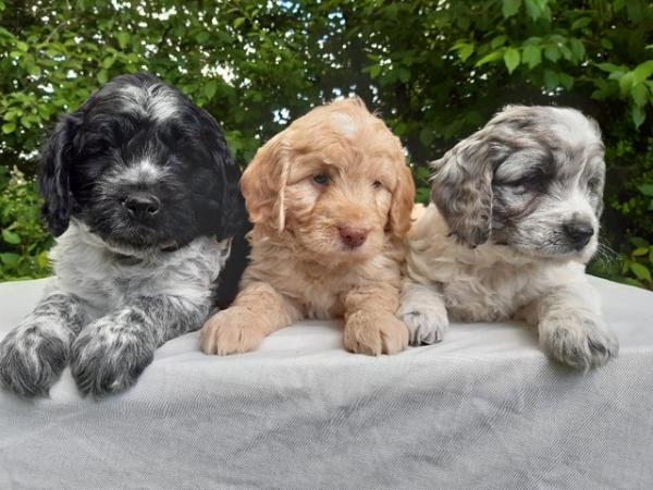 Image 6 of Cockapoo Puppies F1 Health Tested