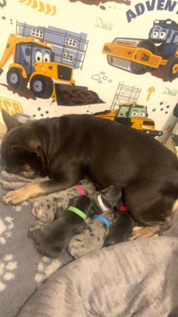 Image 1 of Testable fluffy carrier French bulldog puppies
