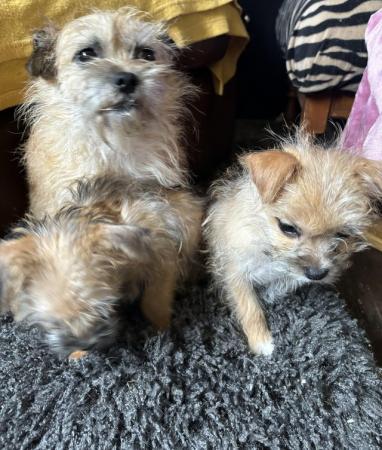 Image 10 of Jack Russell /Shih Tzupuppies for sale