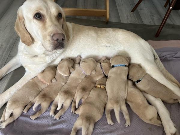 Image 1 of Beautiful Labrador puppies ready to go, 3 puppies left