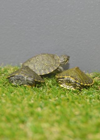 Image 5 of Baby Map Turtles ready to go