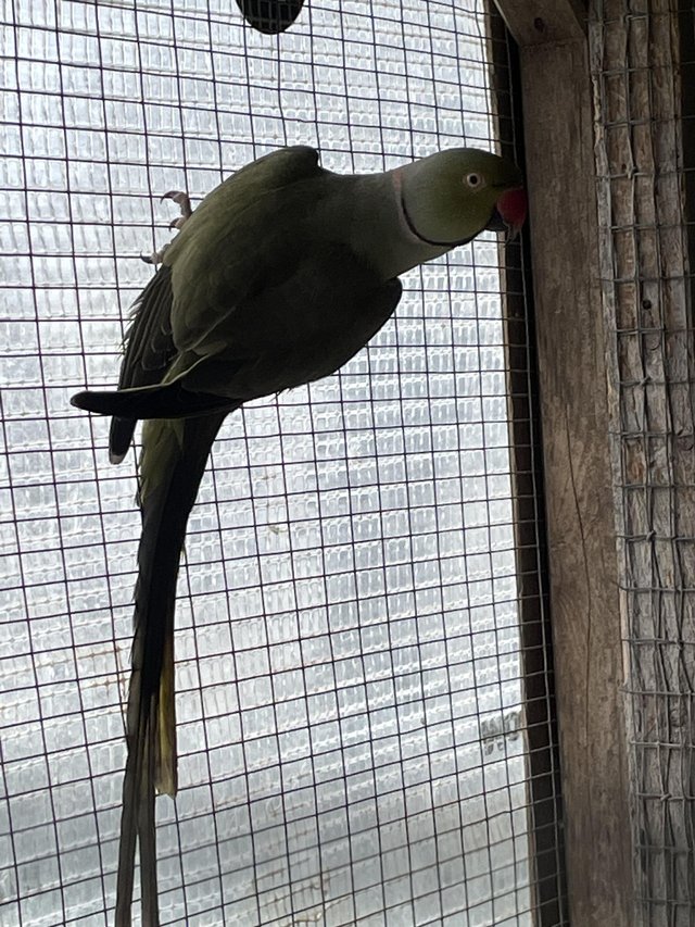 Preview of the first image of Olive green male ringneck parakeet.