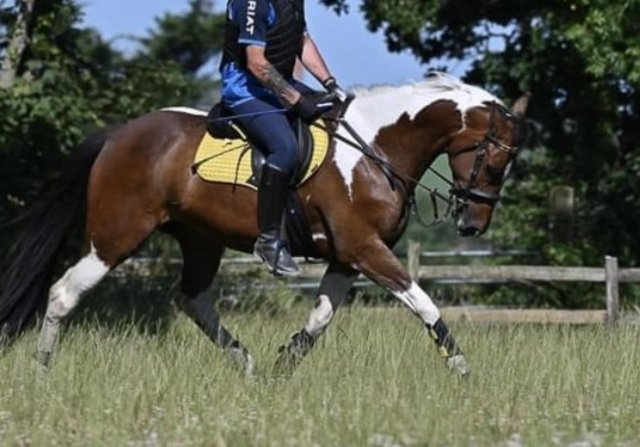 Image 2 of Warmblood x sportshorse mare 16.2hh 12 years