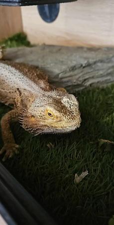 Image 2 of Female adult bearded dragon with full set up