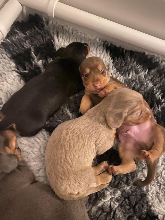 Preview of the first image of Miniature Dachshunds Blue & Tan, Isabella & Tan, Choc.