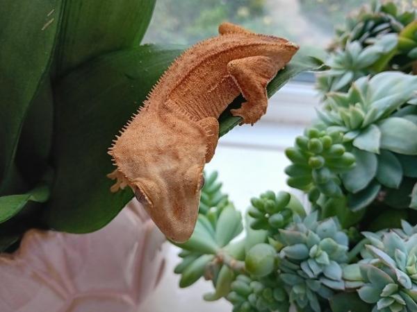 Image 7 of Yellow (Spot- free) Female Crested Gecko
