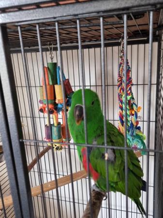 Image 4 of 4 month old eclectus parrot