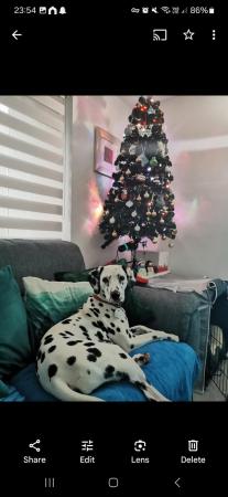 Image 1 of 3 year old female dalmatian for sale