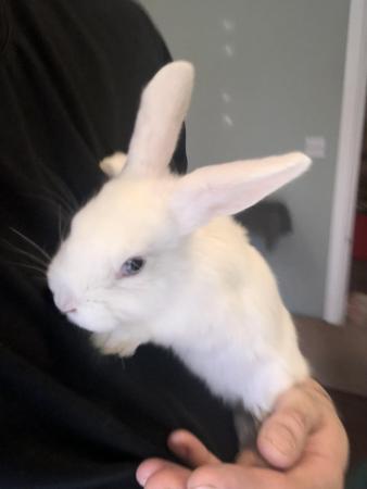 Image 2 of Netherland dwarf X mini lop bunny’s