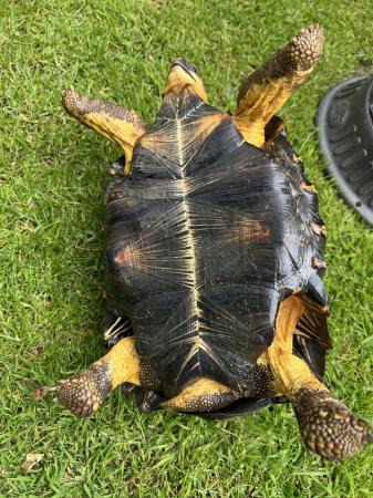 Image 5 of Radiated tortoise 5 years old