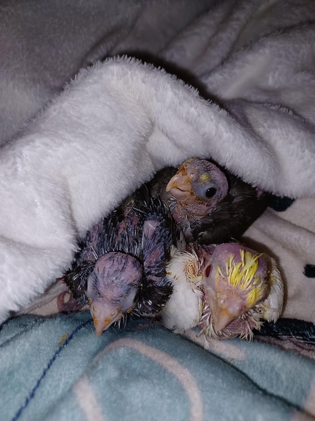 Preview of the first image of 1 grey hand fed from 3 weeks old cockatiel baby.
