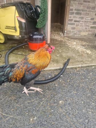 Image 3 of Approx 8 m cockerel looking for own hens good home only