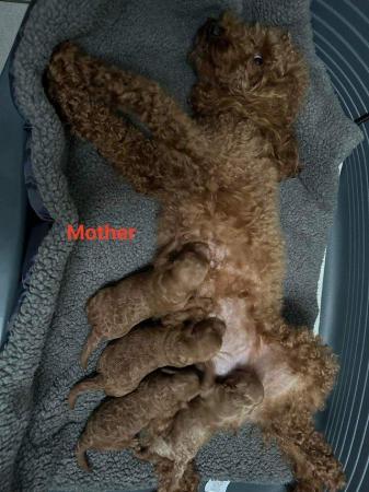 Image 2 of Kc registered Stunning Miniature Poodle puppies