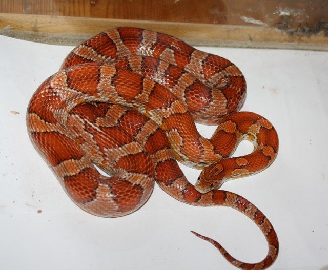Preview of the first image of wild type cornsnake for FREE NEEDS NEW HOME.