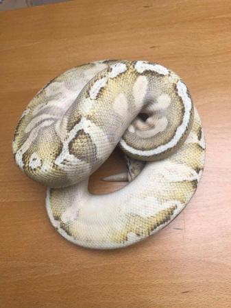 Image 5 of Royal pythons for sale (re-homing)