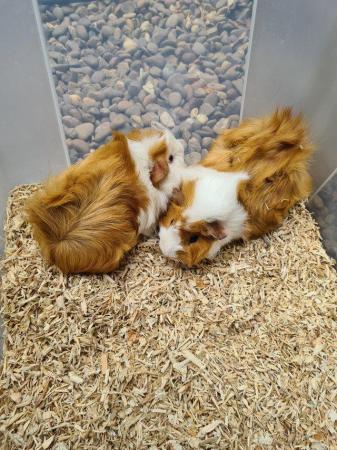 Image 10 of Adorable baby Guineapig's for sale.
