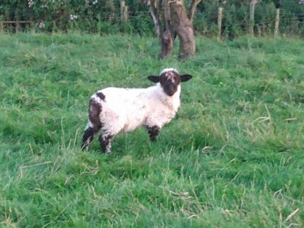 Image 2 of Valais Blacknose Cross Lambs, born 2023. Excellent pets or .