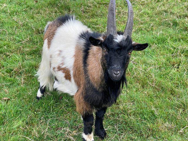 Preview of the first image of Pygmy Goat Billy for sale 18 months old.