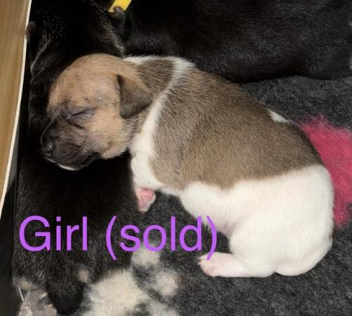 Image 2 of 4 x Jack Russell puppies