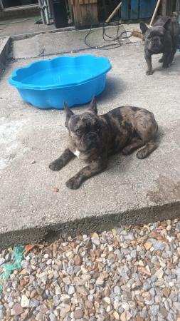 Image 6 of 8 month old french bulldog