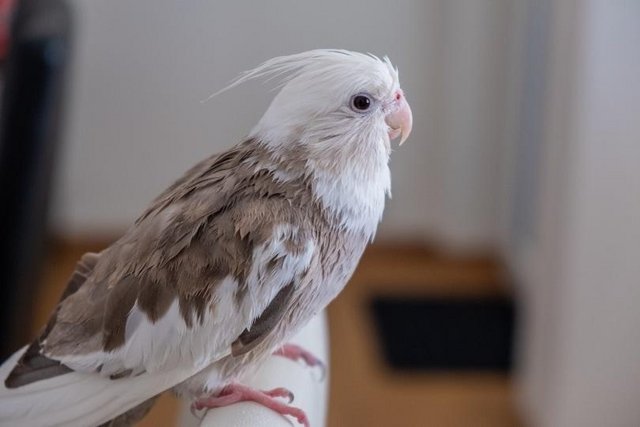 Preview of the first image of anyone wanting to rehome their cockatiels / parrots.