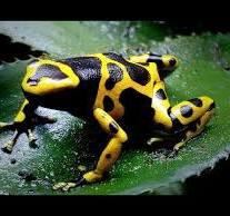 Image 1 of Bumblebee Dart Frog Yellow and Black