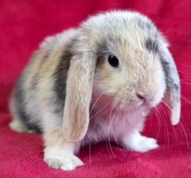 Preview of the first image of MINI LOP BUNNIES / PEDIGREE.