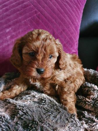Image 59 of RED KC REG TOY POODLE FOR STUD ONLY! HEALTH TESTED