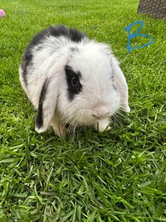 Image 3 of Male and Female Mini Lop Rabbits For Sale