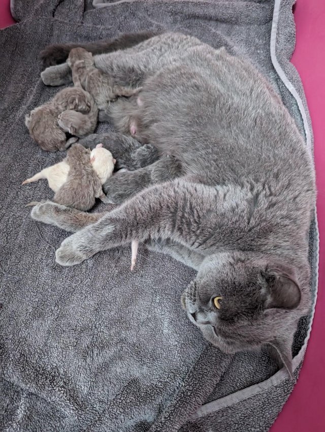 Preview of the first image of Pedigree British Shorthair boys available.