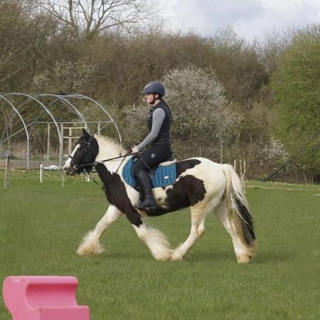 Image 3 of 13.3hh 7 year old Cob gelding