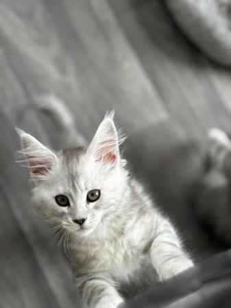 Image 15 of Stunning European Pedigree Maine Coon Kittens Ready Now