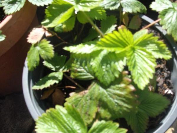 Image 3 of Large Pots Of Strawberry Plants