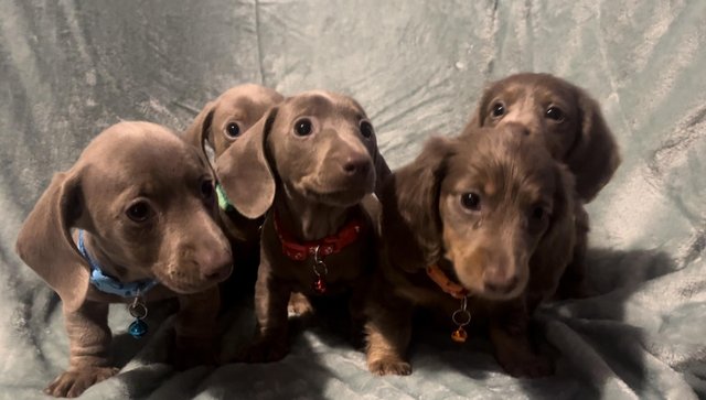 5 gorgeous miniature dachshund puppies for sale in Walsall, West Midlands