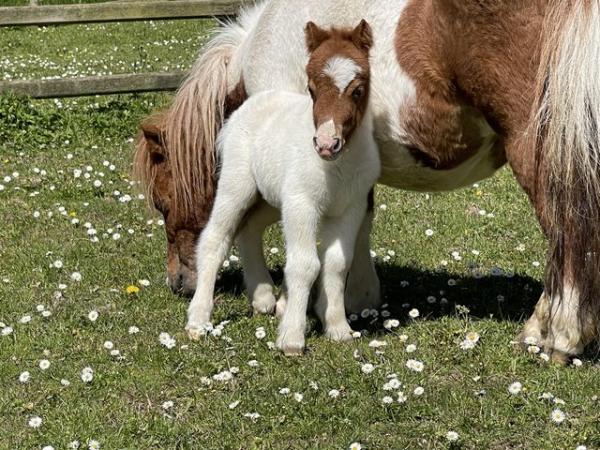 Image 3 of Gorgeous Miniature Shetland Foals