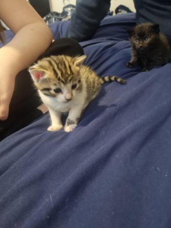 Image 2 of Bengal cross kittens for sale