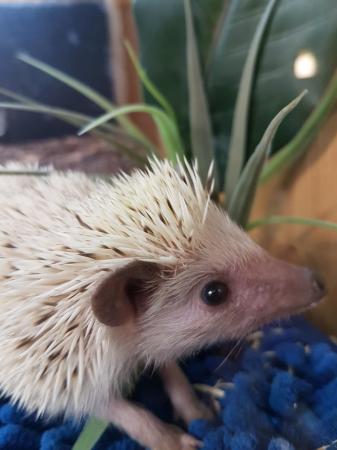 Image 2 of Male African pygmy hedgehogs