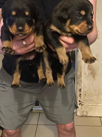 Image 6 of Excellent bloodline rottweiler puppies for sale