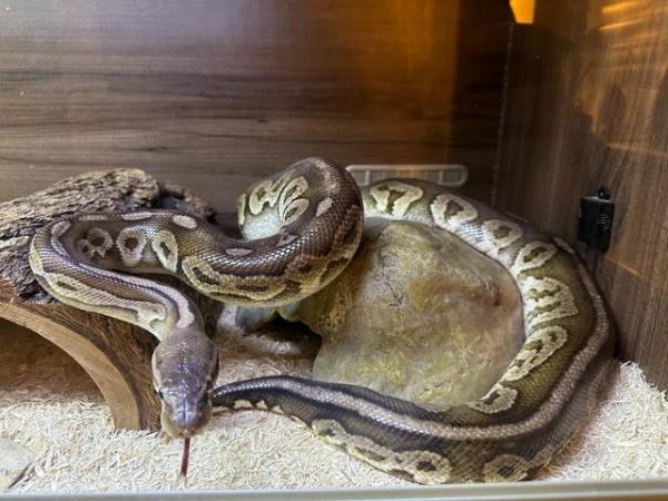 Image 7 of Pewter Royal Python, 10-11 yrs old, healthy male