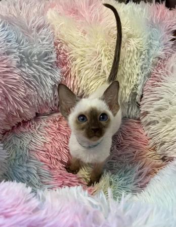 Image 4 of GCCF registered Siamese kittens ready now at 14 weeks of age