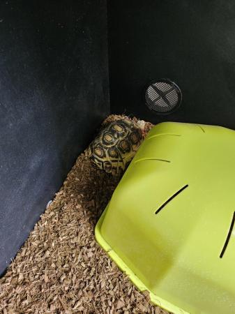 Image 4 of 4 year old leopard tortoise female