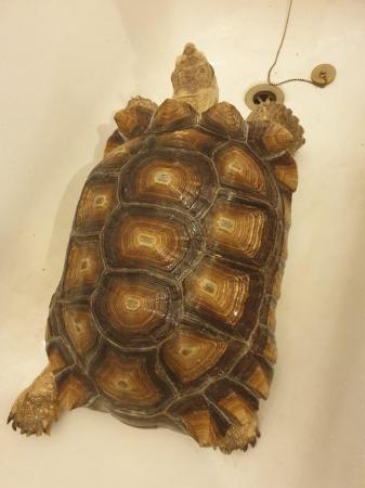 Image 8 of Large Sulcatta Tortoise. Hatched 2011