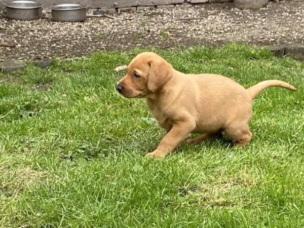 Image 15 of KC Registered Red Labrador Puppies