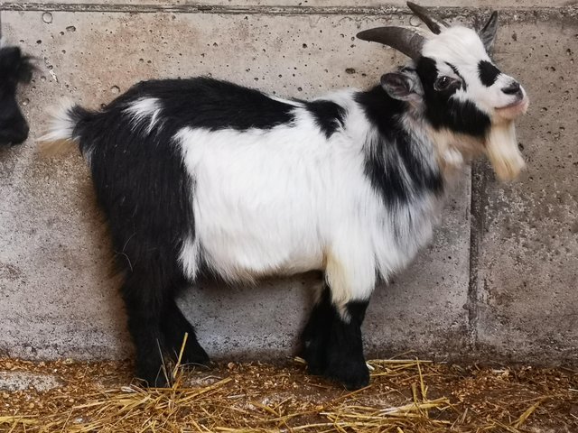 Preview of the first image of Pedigree Registered Pygmy goat Billy for sale.