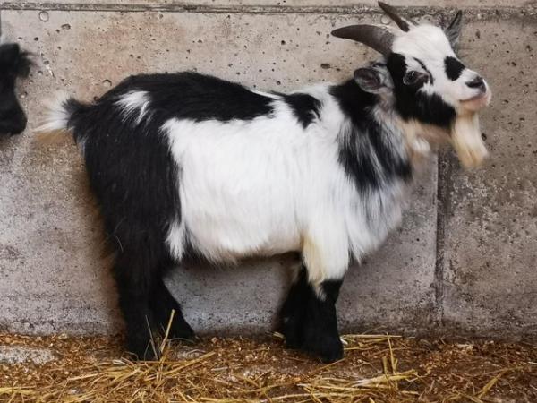 Image 1 of Pedigree Registered Pygmy goat Billy for sale