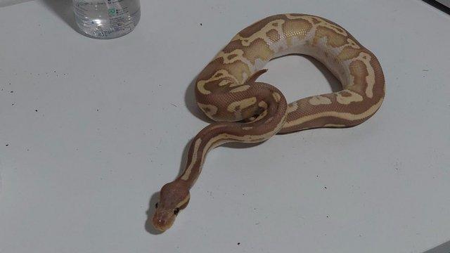 Image 4 of 2022 Banana Leopard Mojave Female Ball Python