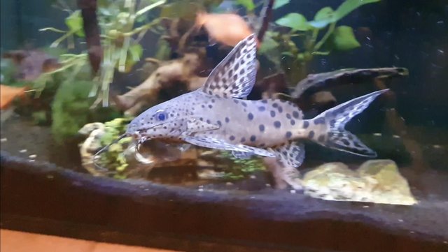 Preview of the first image of Synodontis Petricola Tropical Catfish.
